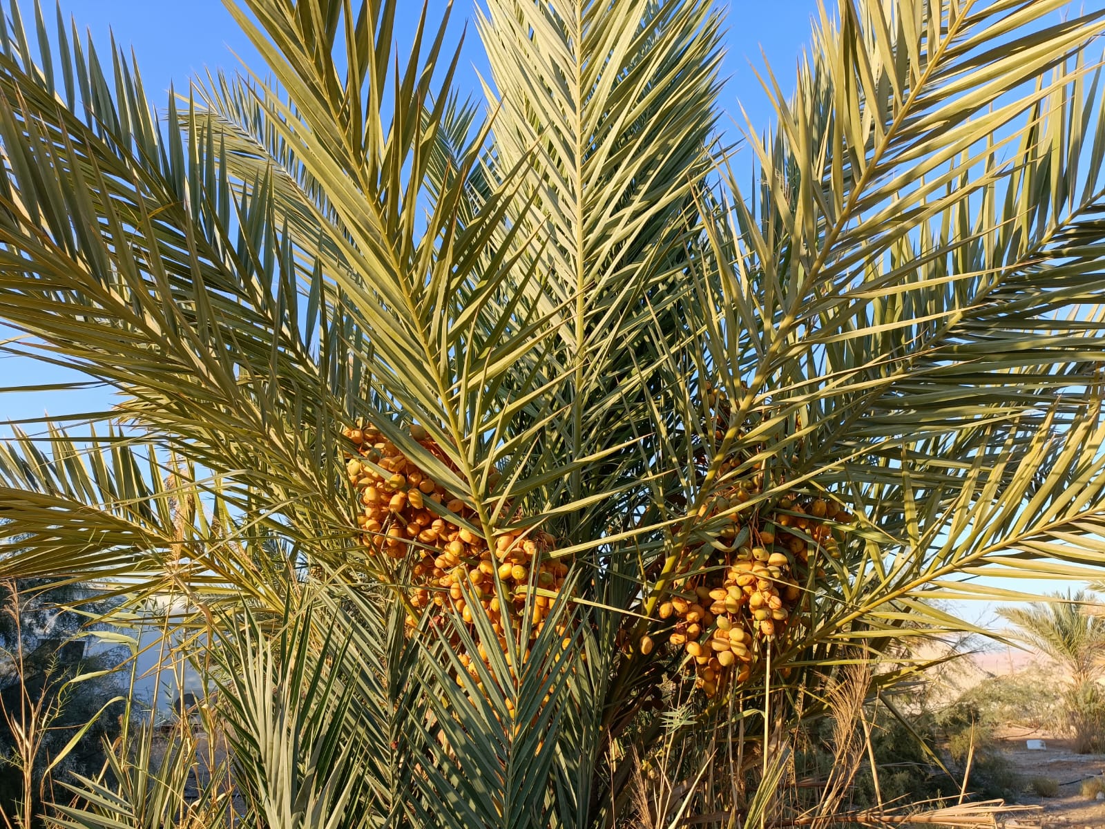 מטע תמרים בלוטן